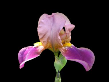 siyah üzerine izole leylak rengi sakallı iris