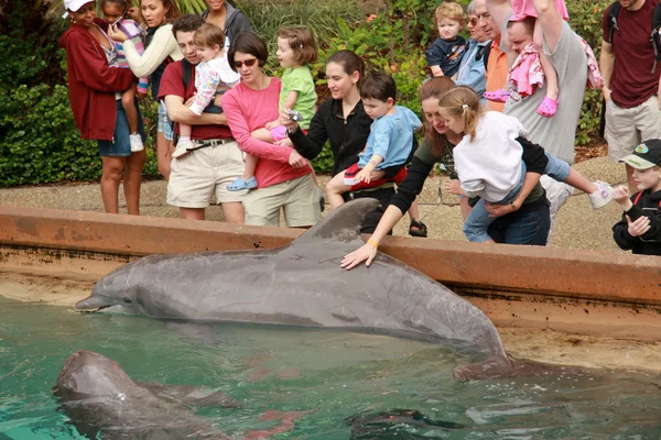 Tocando delfines por sus manos —  Fotos de Stock