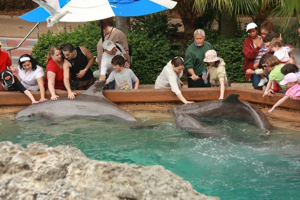 Tocando delfines por sus manos —  Fotos de Stock
