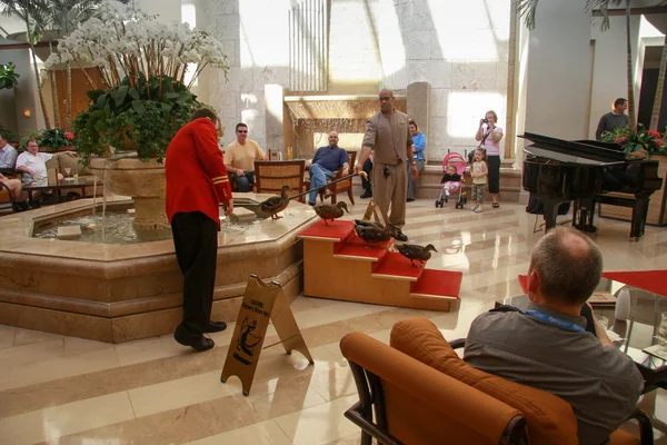 Fünf Enten verlassen Brunnen in schäumendem Hotel — Stockfoto