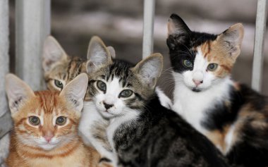 Kameraya bakarak kedi atış kapatın