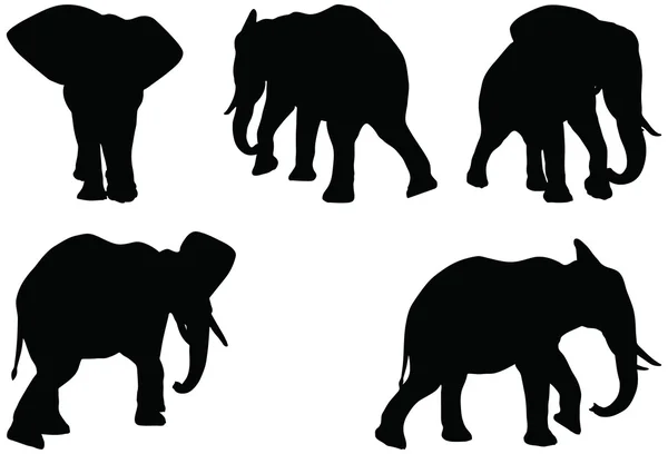 Set of editable vector silhouettes of African elephants in walk poses — Stock Vector