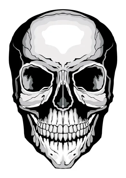 人类头骨 — 图库矢量图片