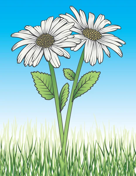 Marguerites dans l'herbe — Image vectorielle