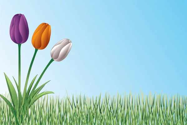 Tulipes dans la conception de l'herbe — Image vectorielle