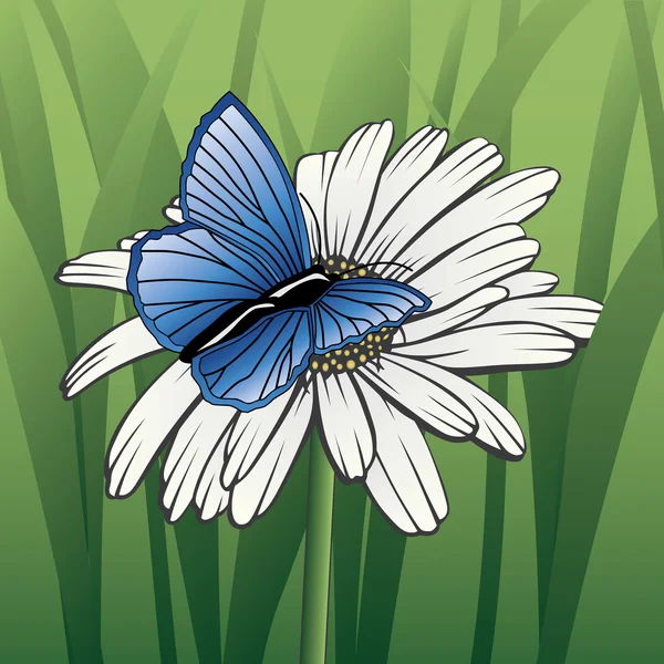 Papillon sur marguerite — Image vectorielle