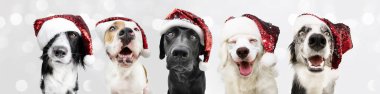 Kırmızı Noel Baba şapkası takmış beş köpek Noel bayramını kutluyor. Gri arkaplanda izole