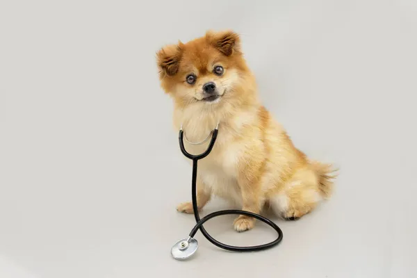 獣医師として聴診器を持つポメラニア犬 灰色の背景に隔離された — ストック写真