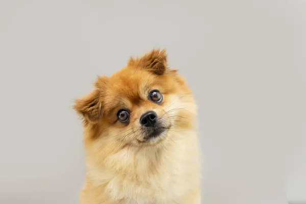 Pomeranian Köpeğinin Baş Tarafı Eğilmiş Portresi Gri Arkaplanda Izole — Stok fotoğraf