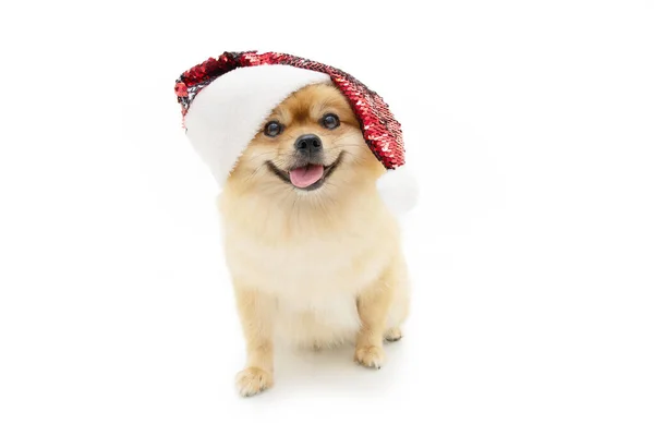 Portret Vreugde Pomeranian Hond Vieren Kerst Het Maken Van Een — Stockfoto