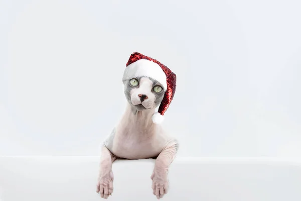 Gatto Sphynx Che Festeggia Natale Indossando Cappello Babbo Natale Isolato — Foto Stock