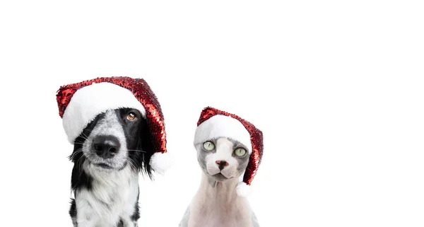 Kat Hond Vieren Kerst Met Een Rode Kerstmuts Geïsoleerd Witte — Stockfoto