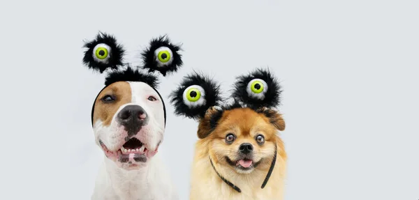 Banner Grappig Portret Amerikaanse Staffordshire Pomeraninan Hond Vieren Halloween Carnaval — Stockfoto