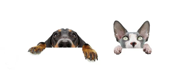 Banner Dos Esconden Mascotas Perro Gato Con Orejas Grandes Patas —  Fotos de Stock