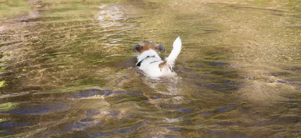 강아지 러프는 여름에 호수에서 수영을 배우는 잡는다 소름끼치는 — 스톡 사진