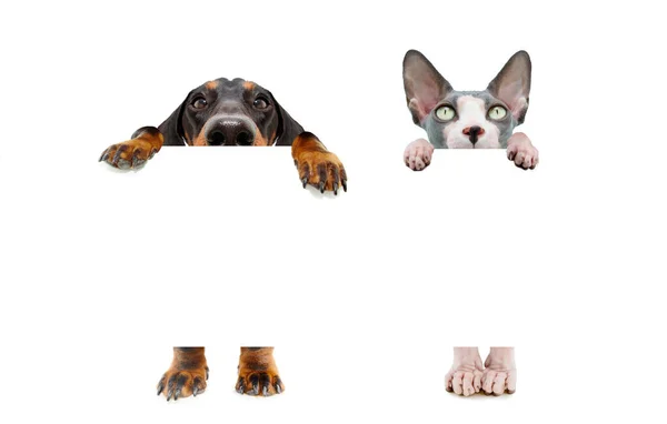 Банер Смішний Два Ховають Домашніх Тварин Собаку Кішку Великими Вухами — стокове фото