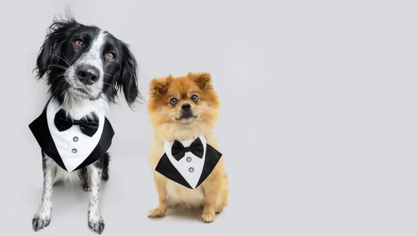 Portrait Elegant Dogs Wearing Tuxedo Costume Isolated Gray Background — Stock Photo, Image