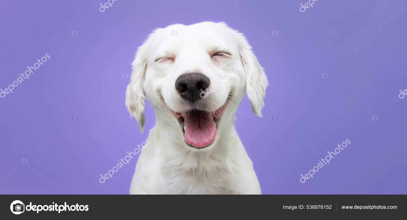 Happy Puppy Dog Smiling Isolated Purple Background — Stock Photo