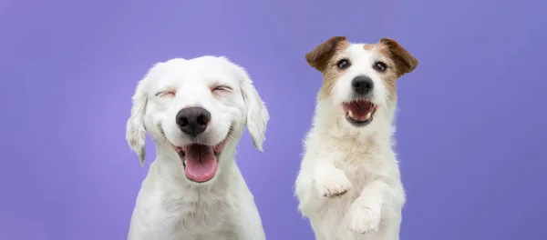 Twee Gelukkige Puppy Honden Glimlachen Geïsoleerde Paarse Achtergrond — Stockfoto