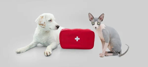 pets first aid emergency kit concept. Isolated on gray background