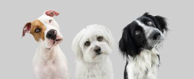 Banner üç meraklı köpek baş tarafı eğiyor. Gri arkaplanda izole