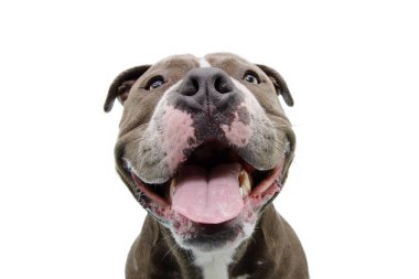 Portre mutlu Amerikan zorba köpeği. Beyaz arkaplanda izole