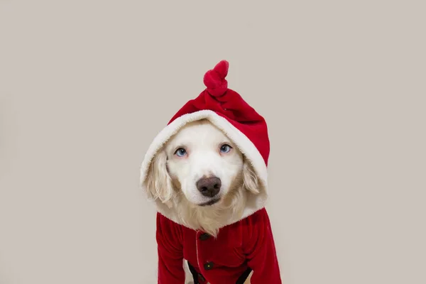 Kerstman Hond Met Grappige Uitdrukking Gezicht Vieren Kerst Geïsoleerd Grijze — Stockfoto