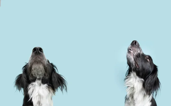 Cane Striscione Che Chiede Elemosina Isolato Sul Backgorund Blu — Foto Stock