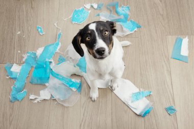 Köpek yavrusu idman için tek kullanımlık pedlerin yanında oturuyor. Köpek yaramazlığı.