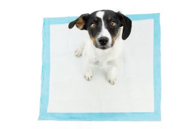 Köpek yavrusu, tek kullanımlık tuvalet eğitimi alıyor. Beyaz arkaplanda izole