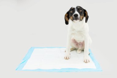 Köpek yavrusu, tek kullanımlık tuvalet eğitimi alıyor. Gri arkaplanda izole