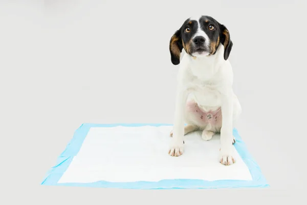 Köpek yavrusu, tek kullanımlık tuvalet eğitimi alıyor. Gri arkaplanda izole