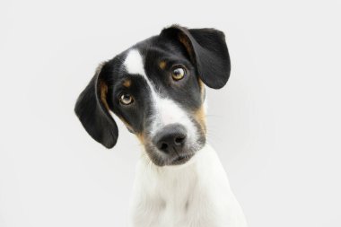 Bodeguero 'nun başı eğik yavru köpeği portresi. Gri beyaz arkaplanda izole