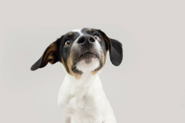 Komik köpek yavrusu yemek istiyor. Gri arkaplanda izole