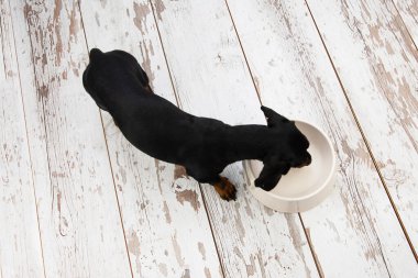 Yavru köpek seramik kaseden yemek yiyor. Yüksek açı görünümü.