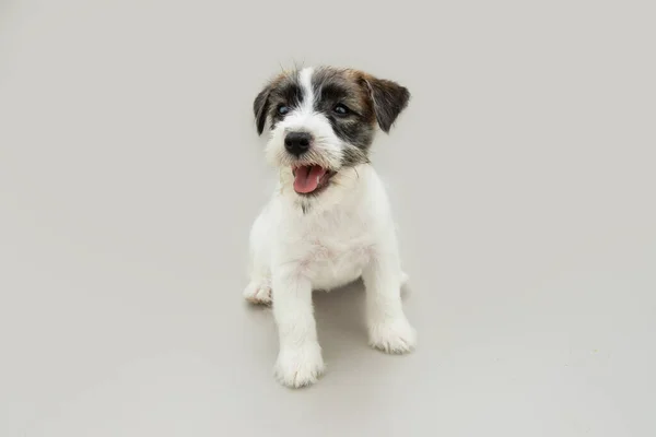 Retrato Jack Russell Cachorro Cão Olhando Para Sempre Sentado Mostrando — Fotografia de Stock