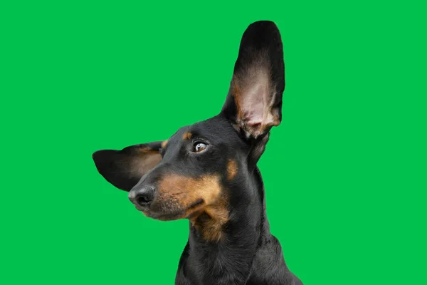 遠くを見ている豚小屋子犬の犬 緑のクロマキーの背景に隔離された — ストック写真