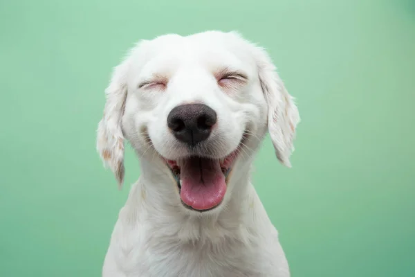 Gülümseyen yavru köpek ifadesi yeşil arka planda izole edilmiş.
