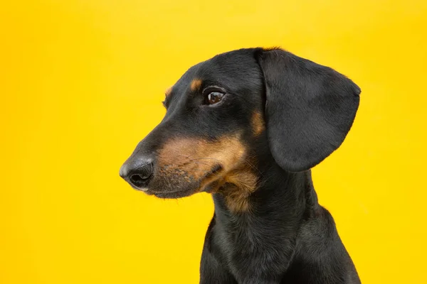 Porfile Teckel Hondje Kijkt Kant Geïsoleerd Geel Gekleurde Backgraound — Stockfoto