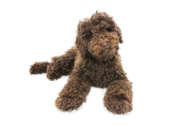 Portre kahverengi köpek yavrusu. Beyaz arkaplanda izole
