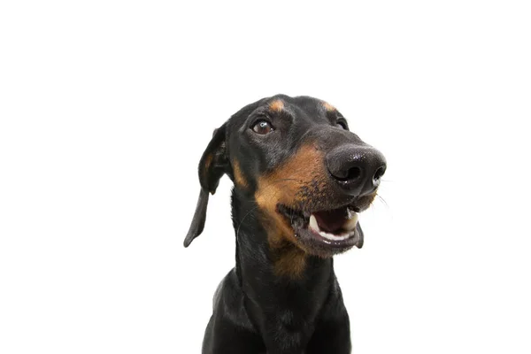 Retrato Engraçado Cachorro Dachshund Sorrindo Isolado Sobre Fundo Branco — Fotografia de Stock