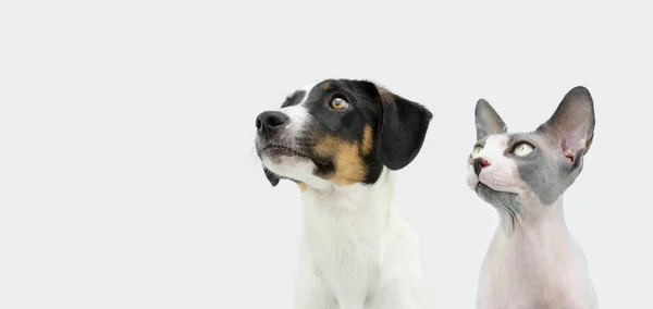 Banner Proffile Σκυλί Και Γάτα Κυνήγι Αρουραίων Κουταβιών Και Εμφάνιση — Φωτογραφία Αρχείου