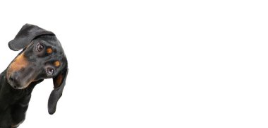 Büyük kulaklı meraklı köpek yavrusu portresi. Beyaz arkaplanda izole