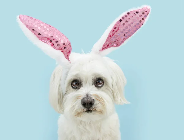 Buon Cane Pasquale Carino Cucciolo Maltese Guardando Verso Alto Con — Foto Stock