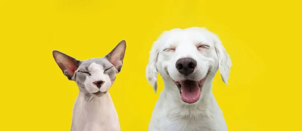 二つの幸せな猫と犬笑顔で孤立した黄色の背景 — ストック写真