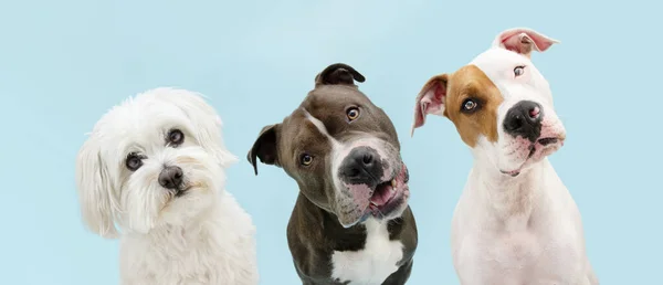 Знамя Три Питомца Внимательные Думающие Собаки Наклоняют Голову Изолированный Голубом — стоковое фото