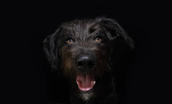 Porträtt Lurvig Och Glad Hund Uttryck Isolerad Svart Bakgrund — Stockfoto