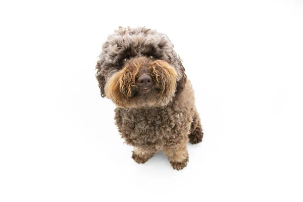 Cane Cucciolo Barboncino Marrone Ritratto Guardando Alto Isolato Susfondo Bianco — Foto Stock