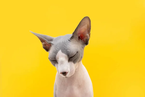 Chat Sphynx Triste Stressé Isolé Sur Fond Jaune — Photo