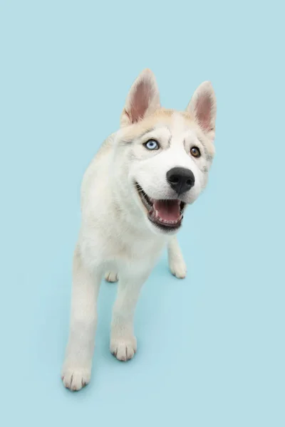 Porträtt Valp Husky Hund Promenader Isolerad Blå Pastell Bakgrund — Stockfoto
